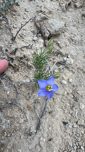 Prickleaf Gilia