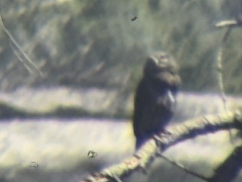 iNaturalist observation photo of Northern Pygmy-Owl