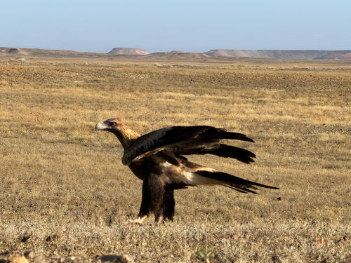 Mainland Wedge-tailed Eagle