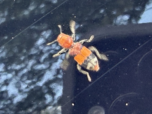 Orange-banded Clerid