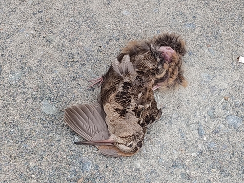 American Woodcock observed by andrew_1