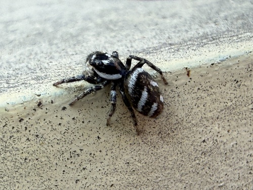 Zebra Jumping Spider