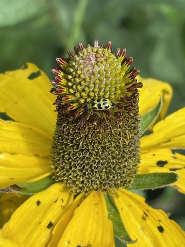 iNaturalist observation photo of Spotted Cucumber Beetle