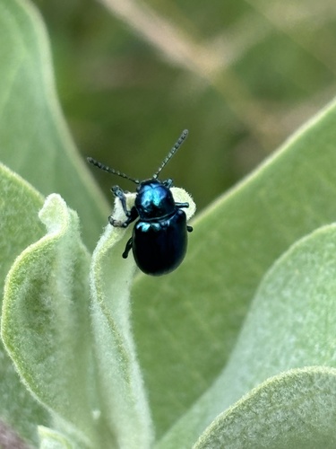 iNaturalist observation photo of Cobalt Milkweed Beetle