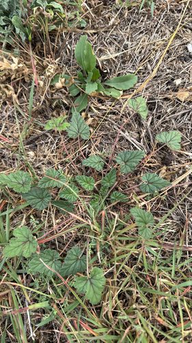 Texas stork's bill