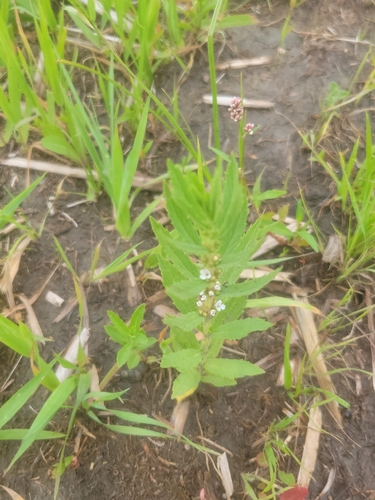 Rough Bugleweed