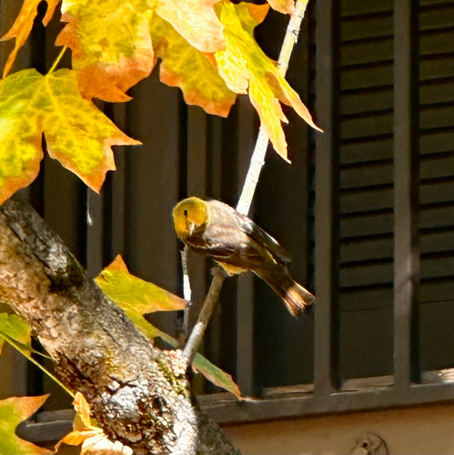 iNaturalist observation photo of Perching Birds