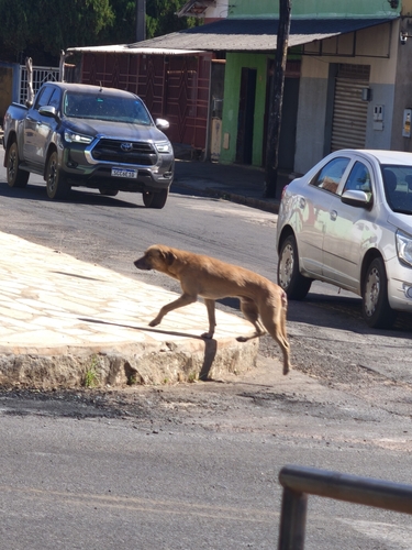Western Domestic Dog