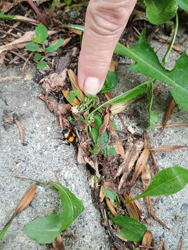 Tomentose Burying Beetle