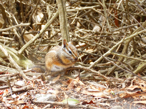 Merriam's Chipmunk observed by grantlester