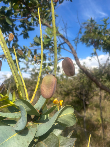 Vochysia elliptica