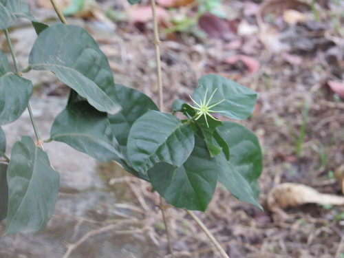 Oleaceae image