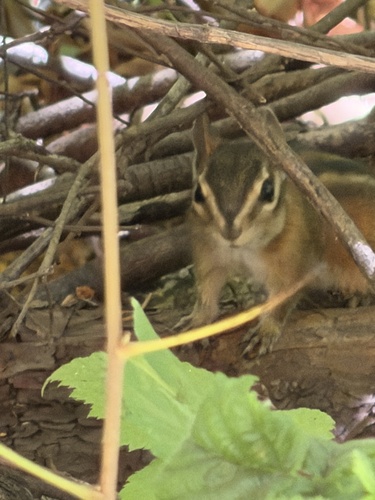 Sonoma Chipmunk observed by courtneyamcfall
