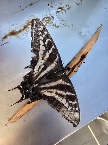 Pale Swallowtail