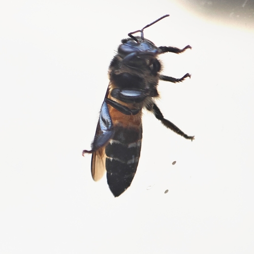 Giant Honey Bee