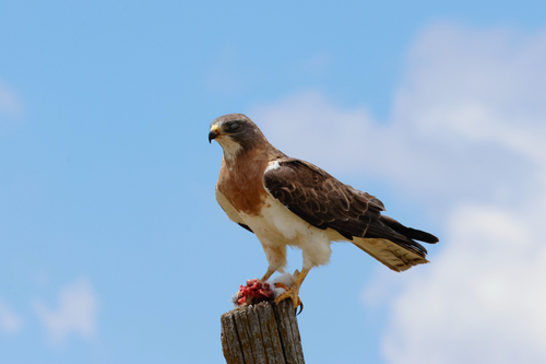 Swainson's Hawk