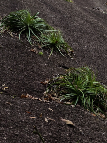 Encholirium horridum