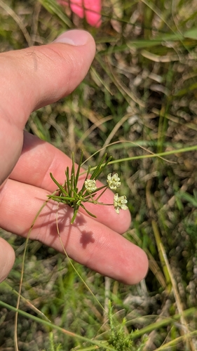 whorled milkweed