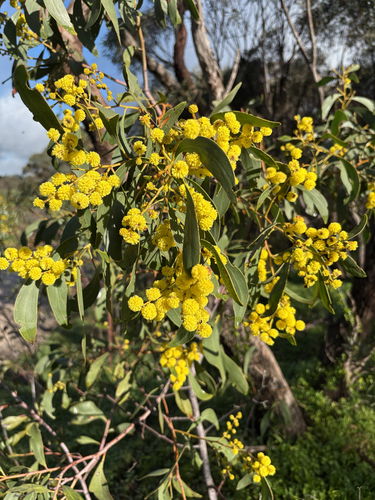 Golden Wattle