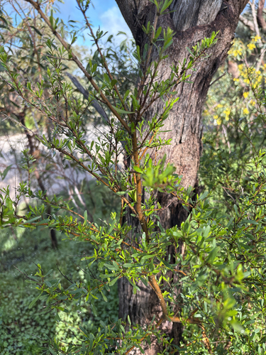 sweet Bursaria