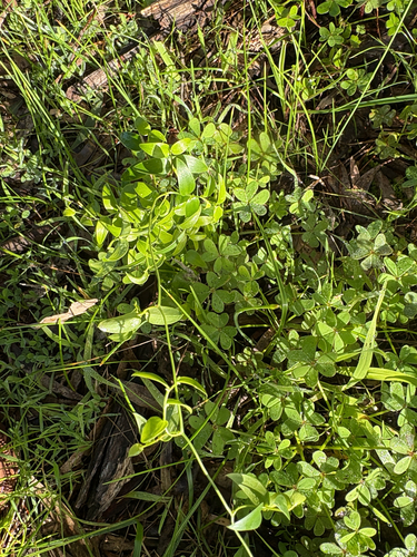 Cape Smilax