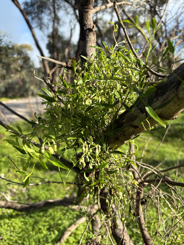 Small-leaved Clematis