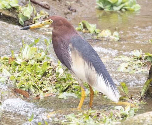 Chinese Pond-Heron