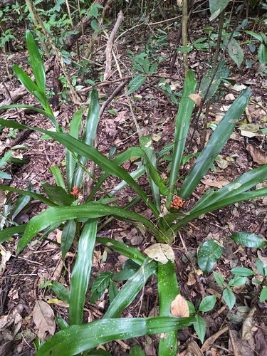 Aechmea miniata