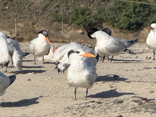 iNaturalist observation photo of Royal Tern