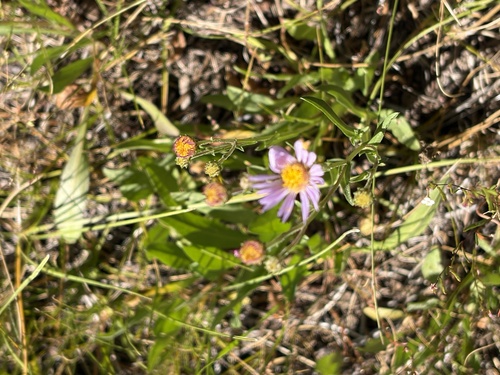 iNaturalist observation photo of asters and allies