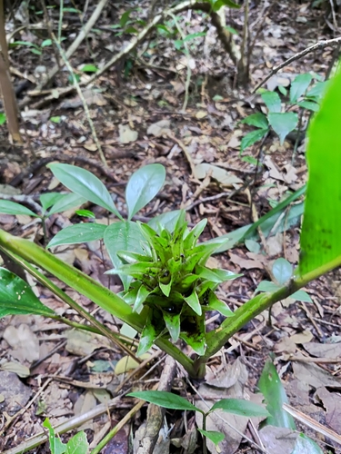Goeppertia umbrosa
