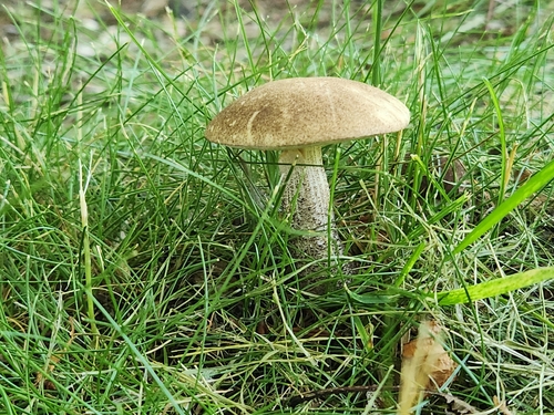 Brown Birch-bolete