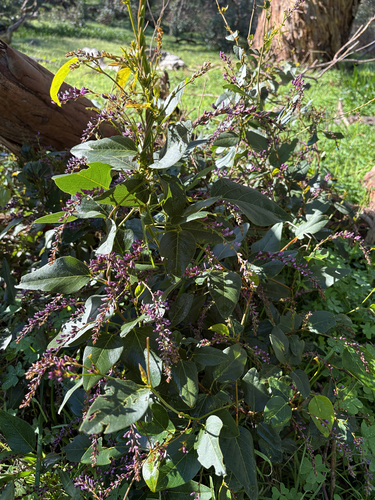 False Sarsaparilla