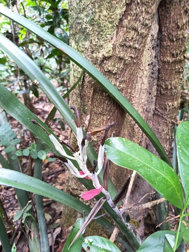 Billbergia macrocalyx