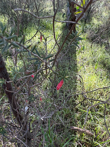 Flame Heath