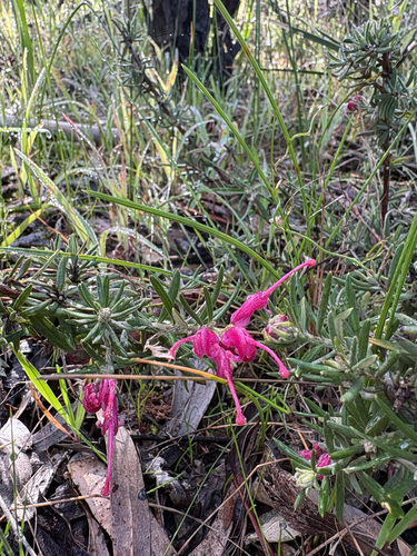 Lavender Grevillea