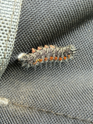 iNaturalist observation photo of Mourning Cloak