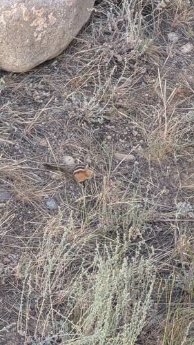 Colorado Chipmunk observed by zach86288