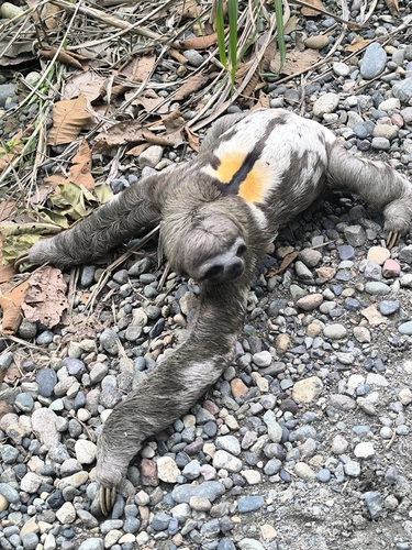Western Amazon Three-toed Sloth