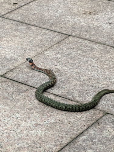 Chinese Tiger Keelback