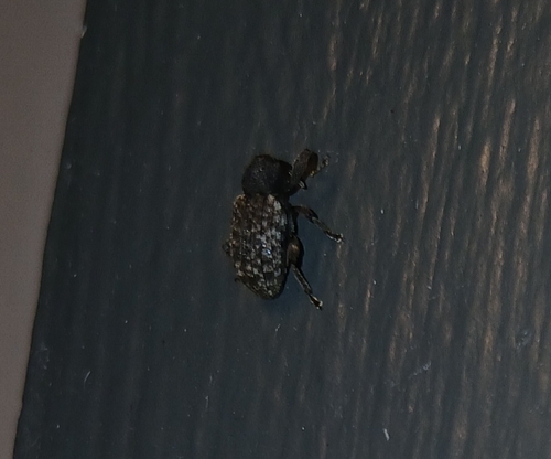Cactus Weevils