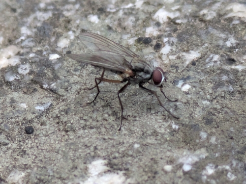 iNaturalist observation photo of Muscoid Flies