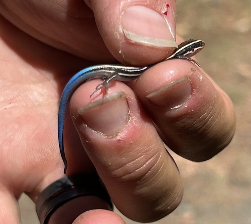 iNaturalist observation photo of Western Skink