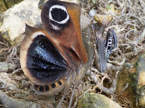 Giant Dead Leaf Mantis