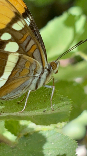 iNaturalist observation photo of California Sister