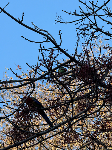 Eastern Rosella