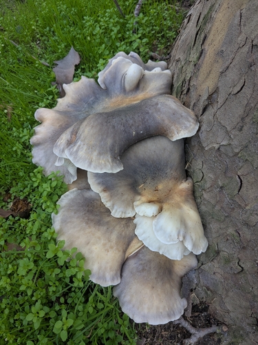 ghost fungus