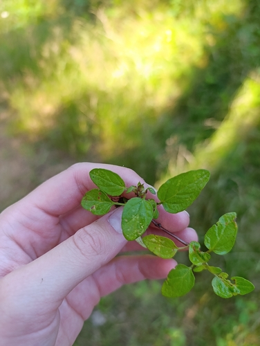 common selfheal