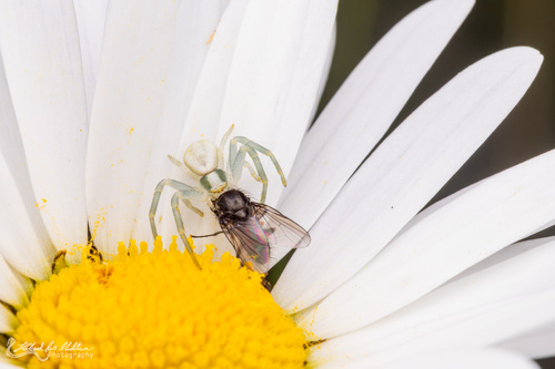 Goldenrod Crab Spider