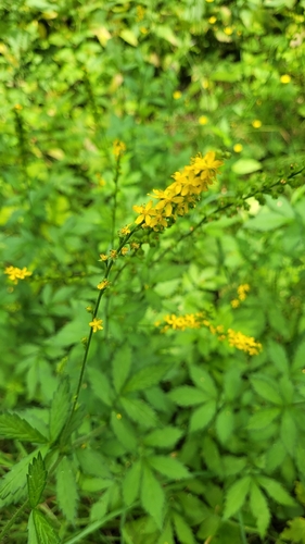 Наблюдение на iNaturalist